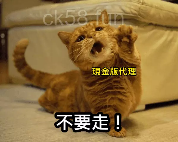 現金版代理中的水代需要的是可以長久穩定下注的玩家 現金版代理中的水代需要的是可以長久穩定下注的玩家